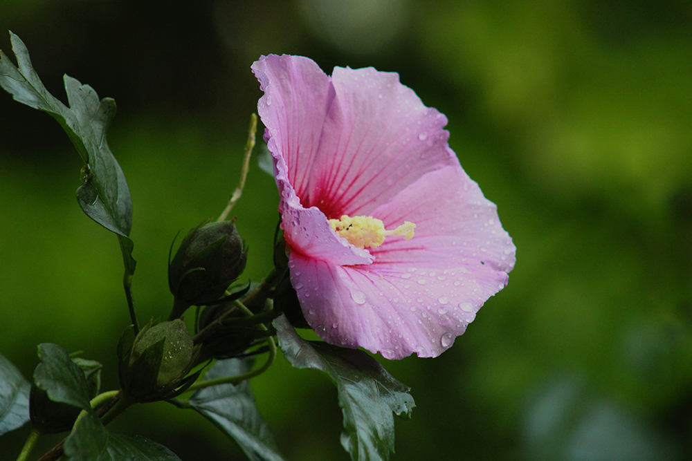 Kinder & Jugendhilfe Berlin, Malve